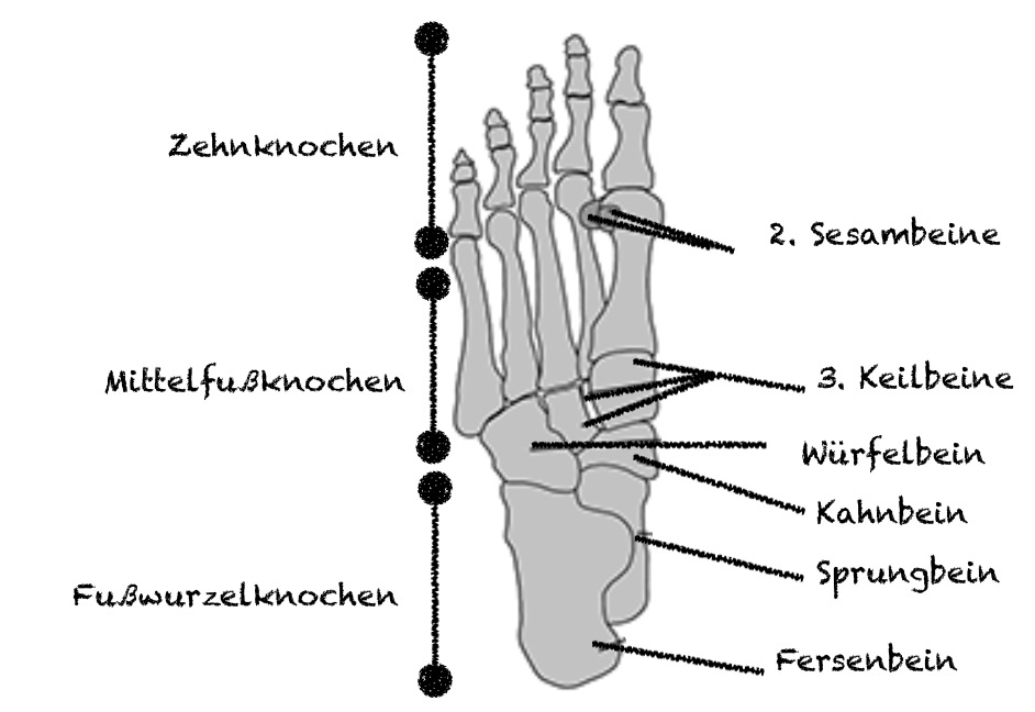 Fußknochen
