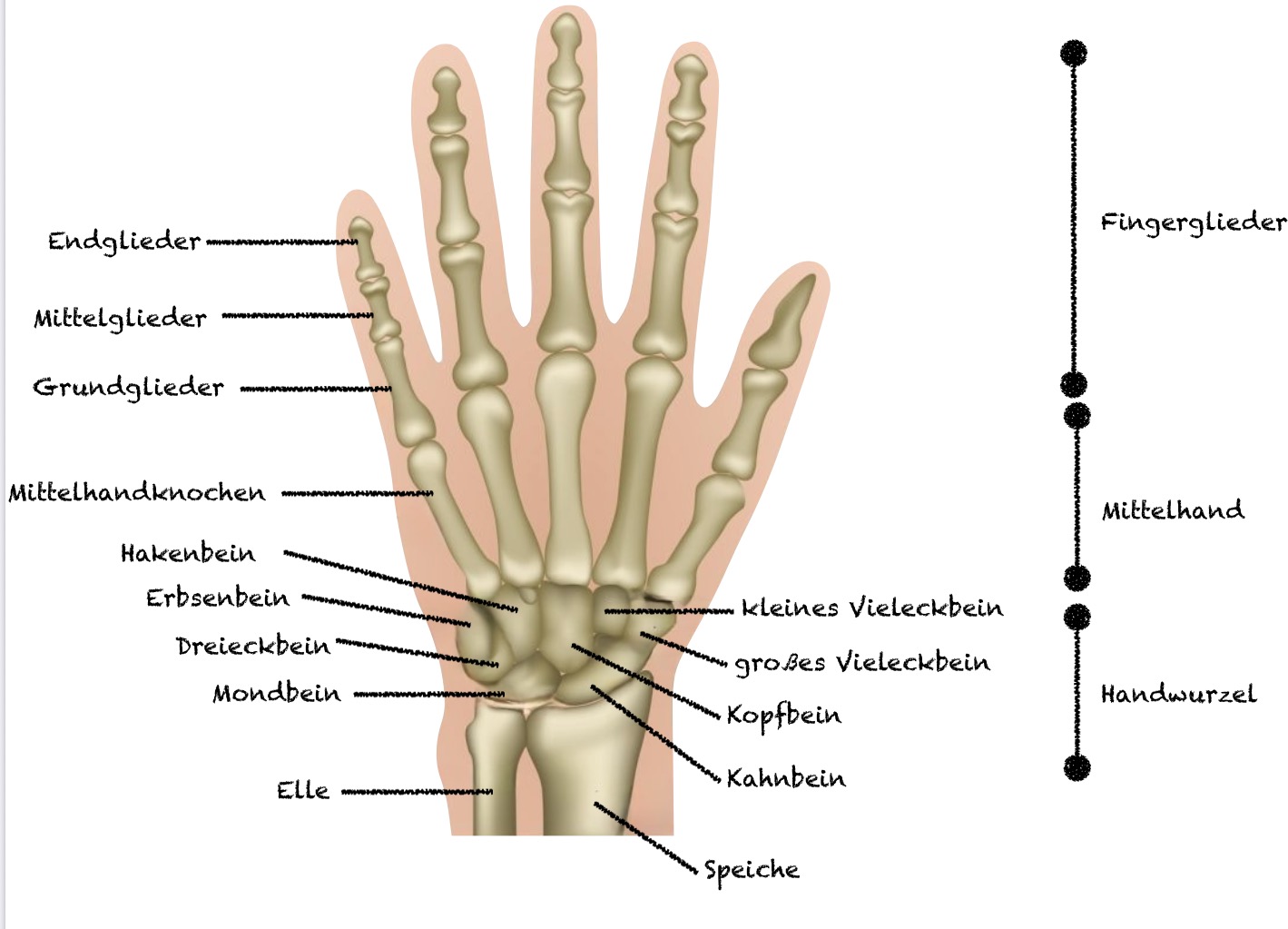 Handknochen