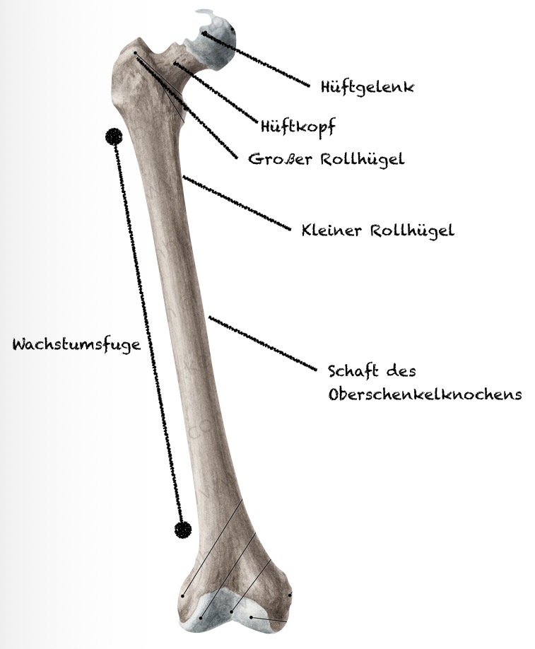 Oberschenkelknochen